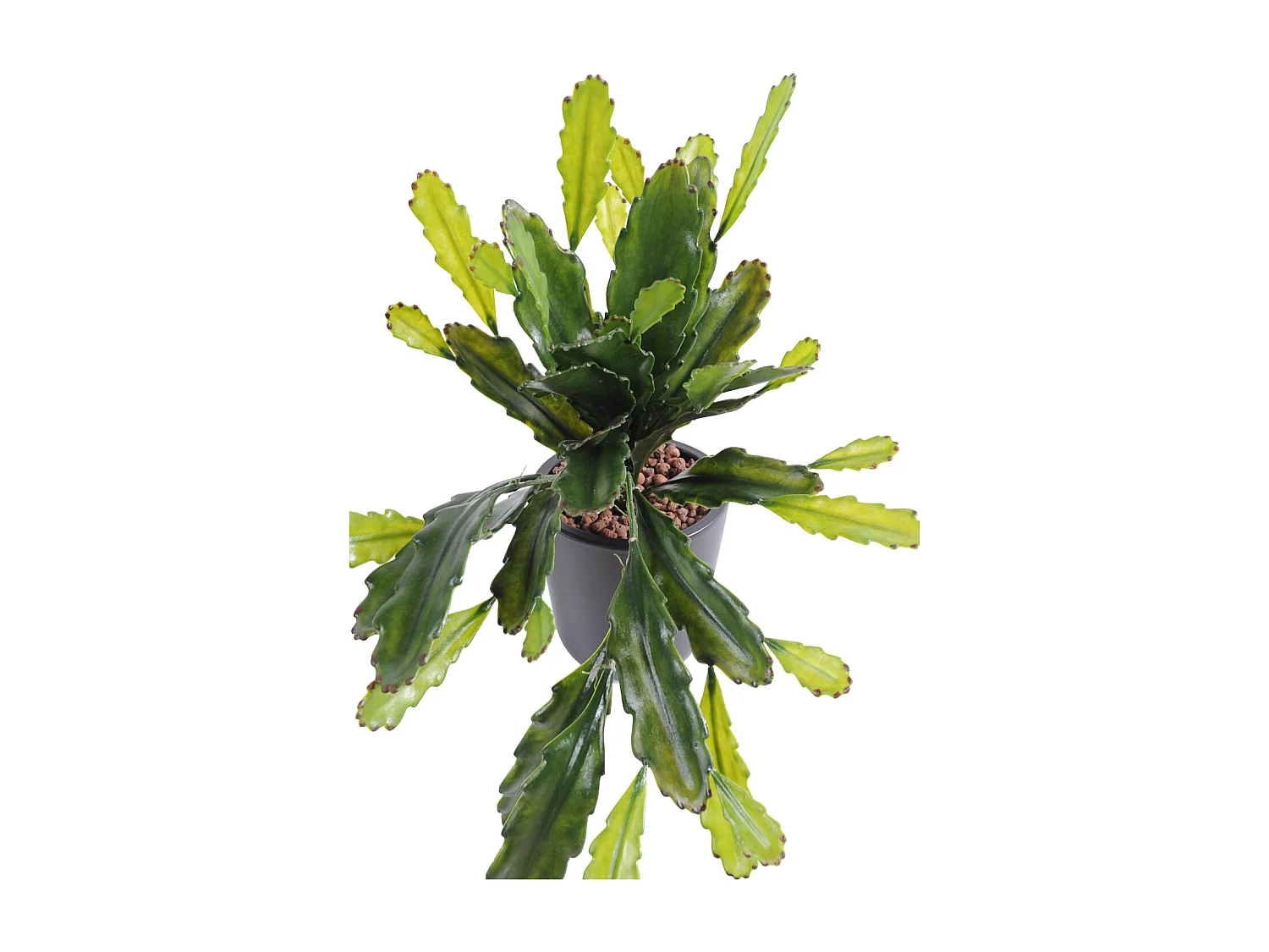 Plante artificielle haute gamme Spécial extérieur / Epiphyllum artificiel - Dim : 50 x 25 cm