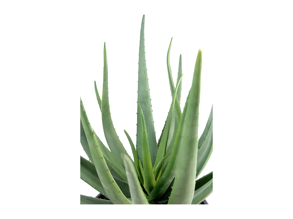 Plante artificielle haute gamme Spécial extérieur / Aloevera artificielle - Dim : 55 x 30 cm