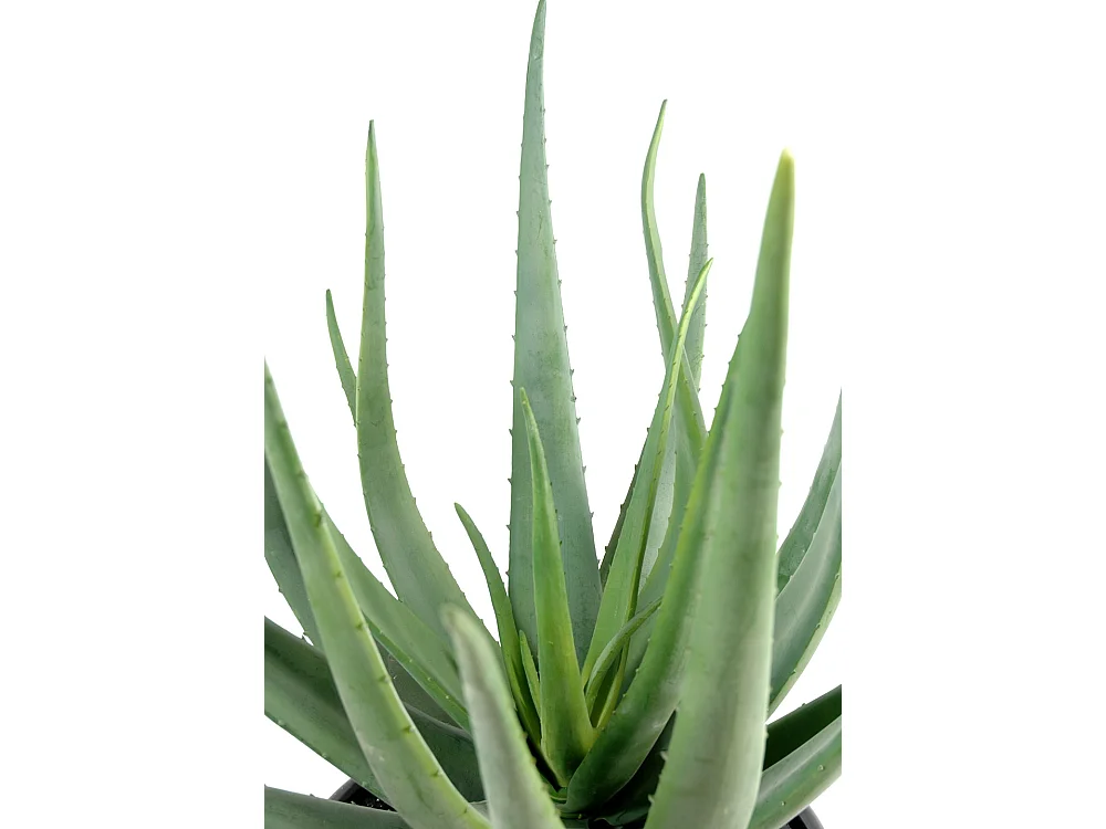 Plante artificielle haute gamme Spécial extérieur / Aloevera artificielle - Dim : 55 x 30 cm