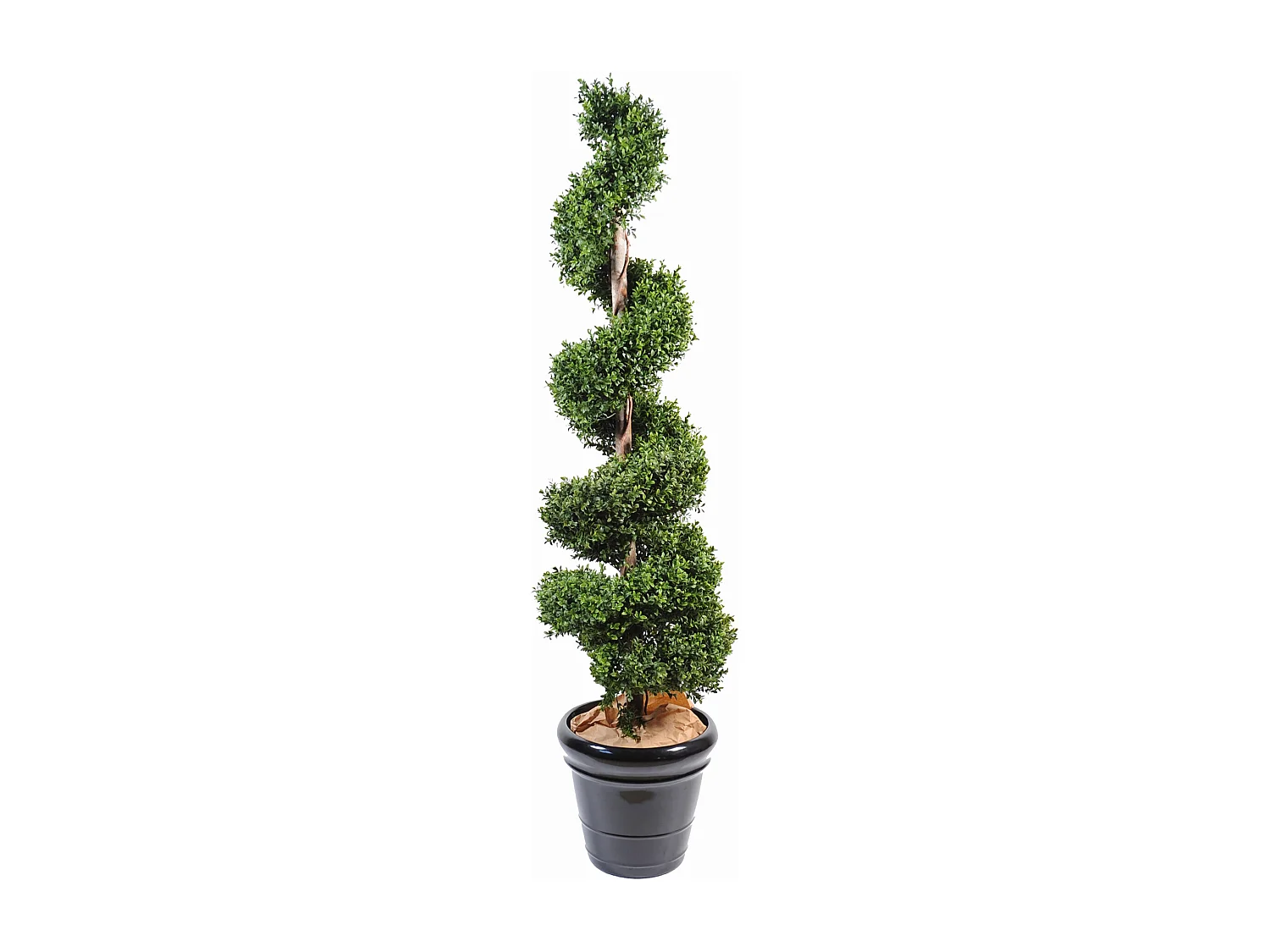 Plante artificielle haute gamme Spécial extérieur / Buis spirale artificiel - Dim : 140 x 45 cm