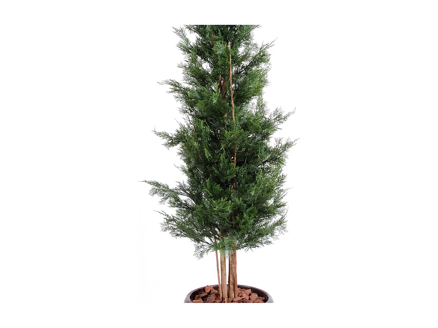 Plante artificielle haute gamme Spécial extérieur / Cyprès artificiel DE LAWSON UV résistant - Dim : 180 x 60 cm