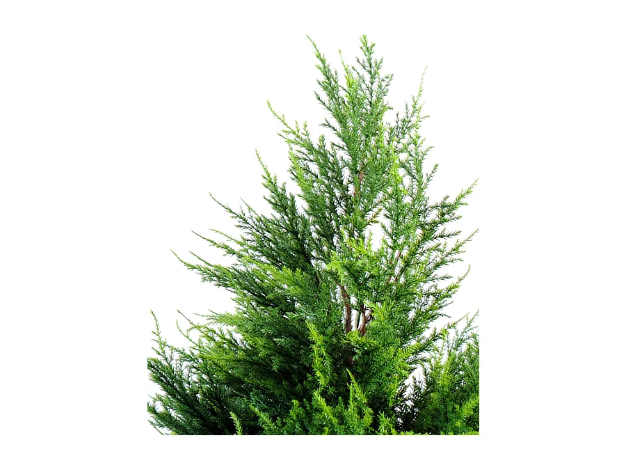 Plante artificielle haute gamme Spécial extérieur / Cyprès Junipérus Artificiel - Dim : 105 x 57 cm