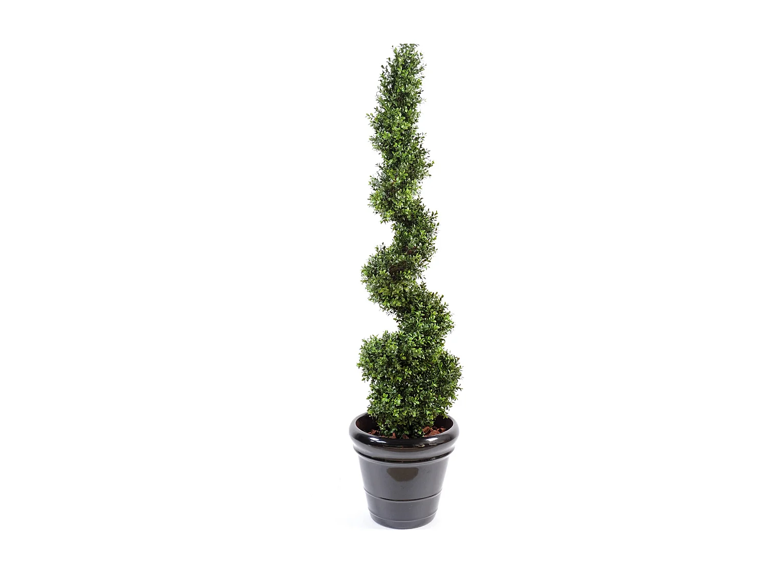 Plante artificielle haute gamme Spécial extérieur / Buis Artificiel forme Spirale - Hauteur : 160 cm