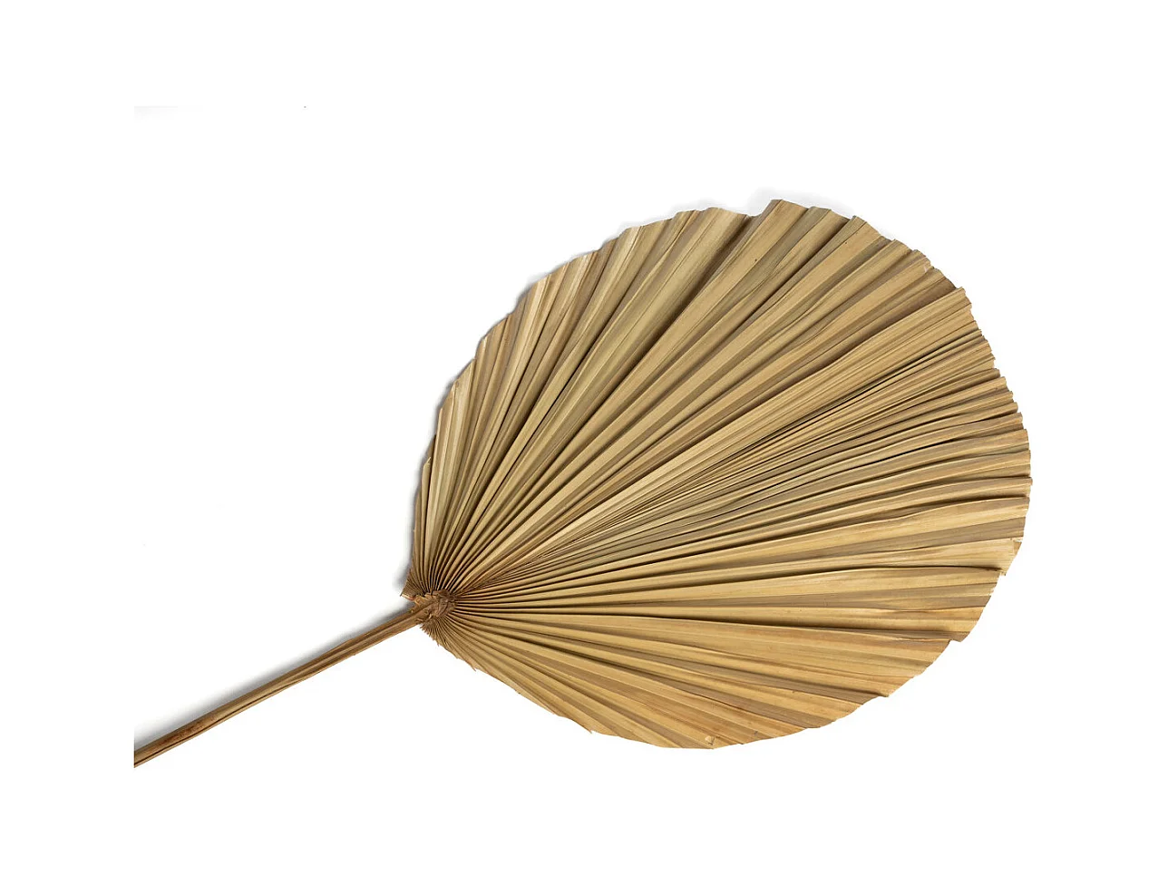 La Foglia di Rayung - Naturale