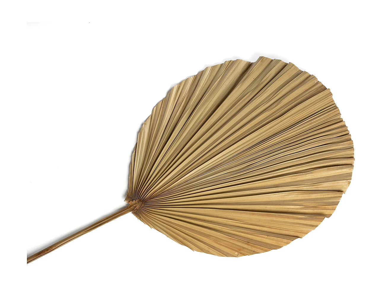 La Feuille Rayung - Naturelle