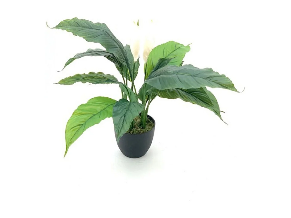 Pianta artificiale Spathiphylium foglie verdi con fiori bianchi e vaso – Altezza 60 cm