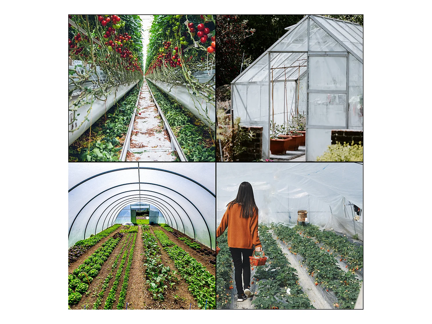 Film de Serre SucceBuy, 3.66x7.62 m, Film de Serre en Polyéthylène, Plastique Résistant aux UV, pour Résidentiels et Agricoles