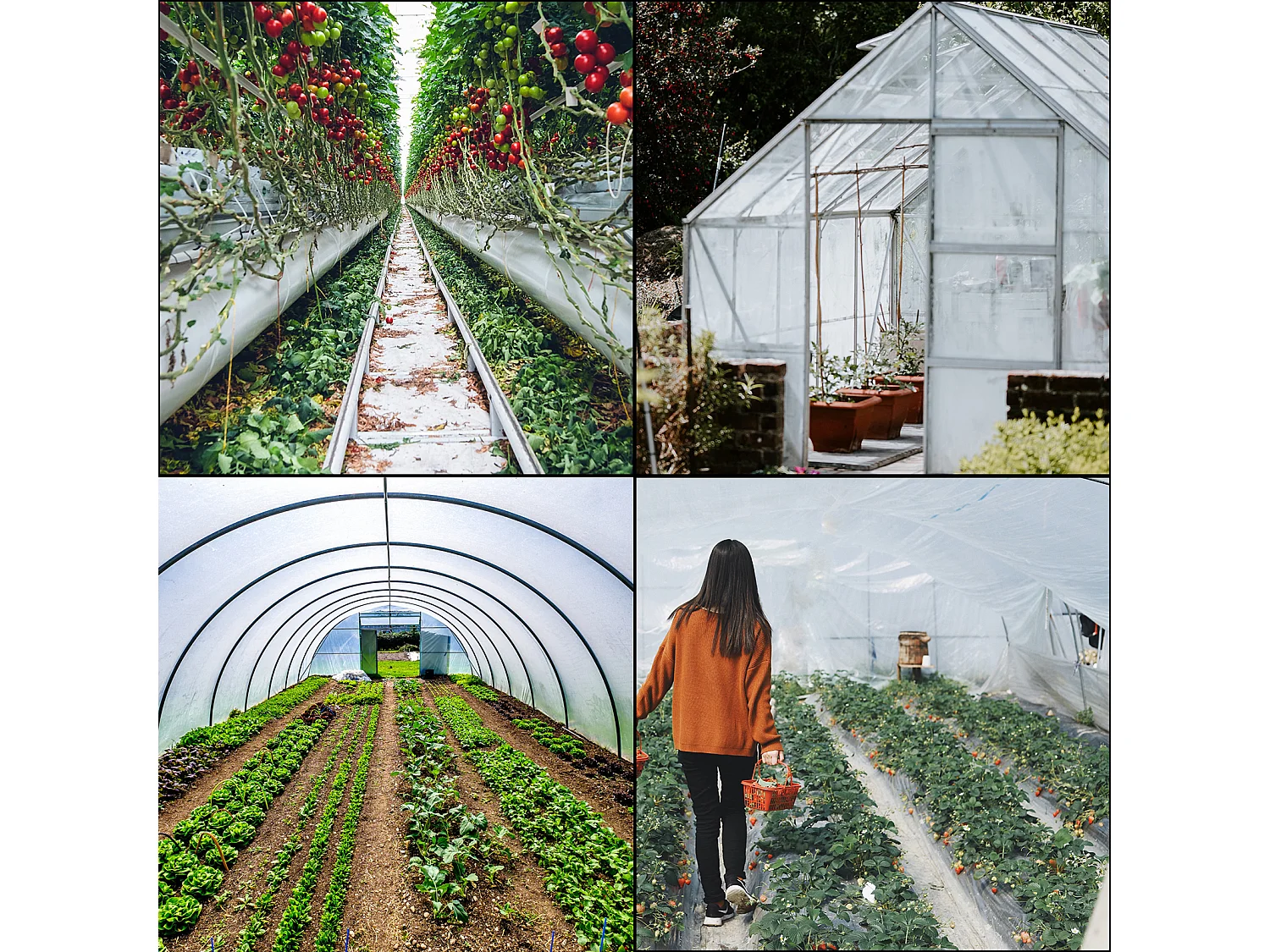 Film de Serre SucceBuy 4.88x7.62 m, Plastique Polyéthylène, Couverture de Serre Transparente, Résistance Supérieure