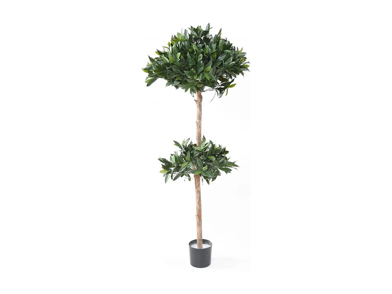 Plante Artificielle / Laurier Tige Double - Dim : 170 x 70 cm