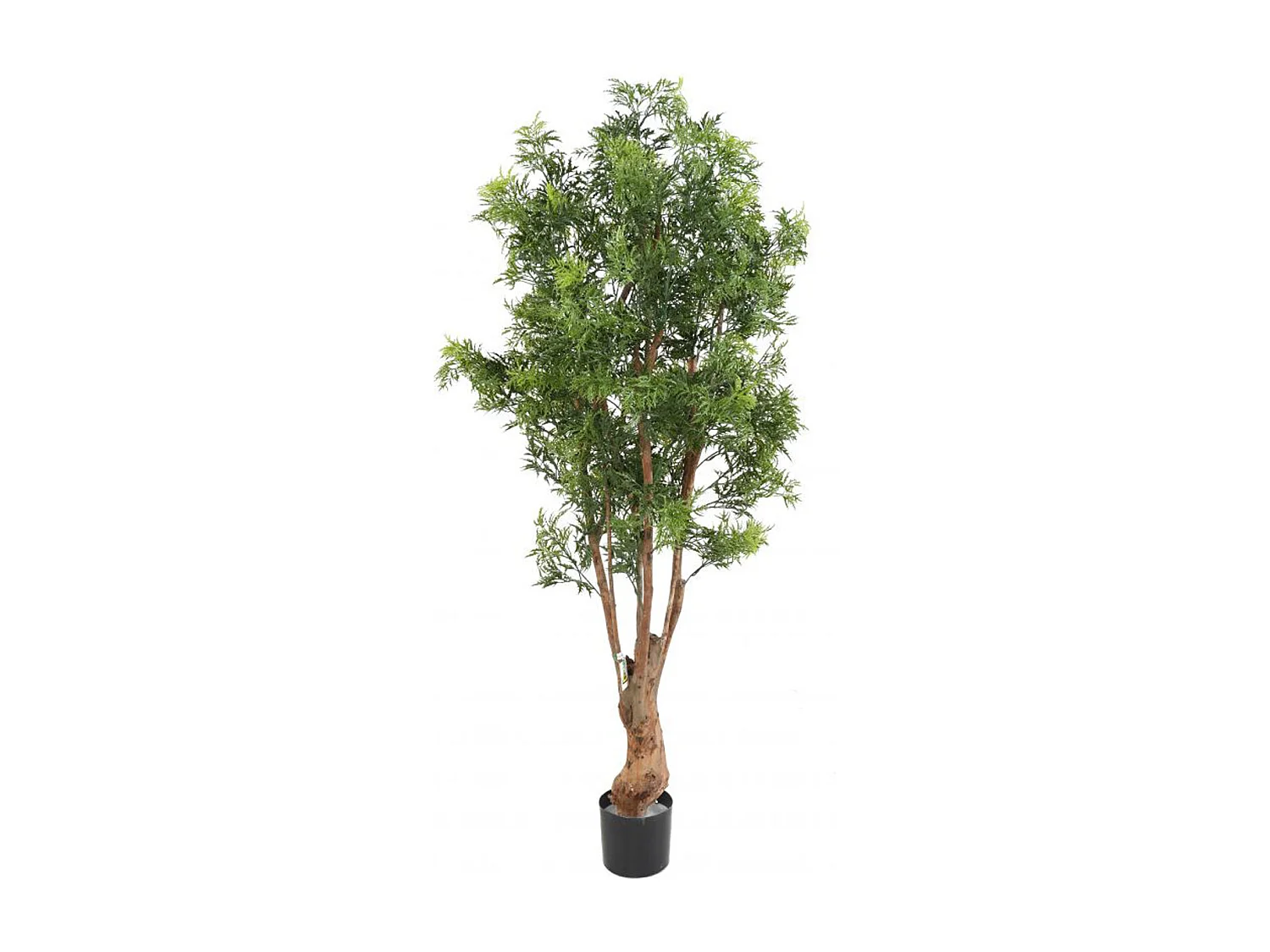 Plante artificielle haute gamme Spécial extérieur Aralia, coloris vert - Dim : 165 x 80 cm
