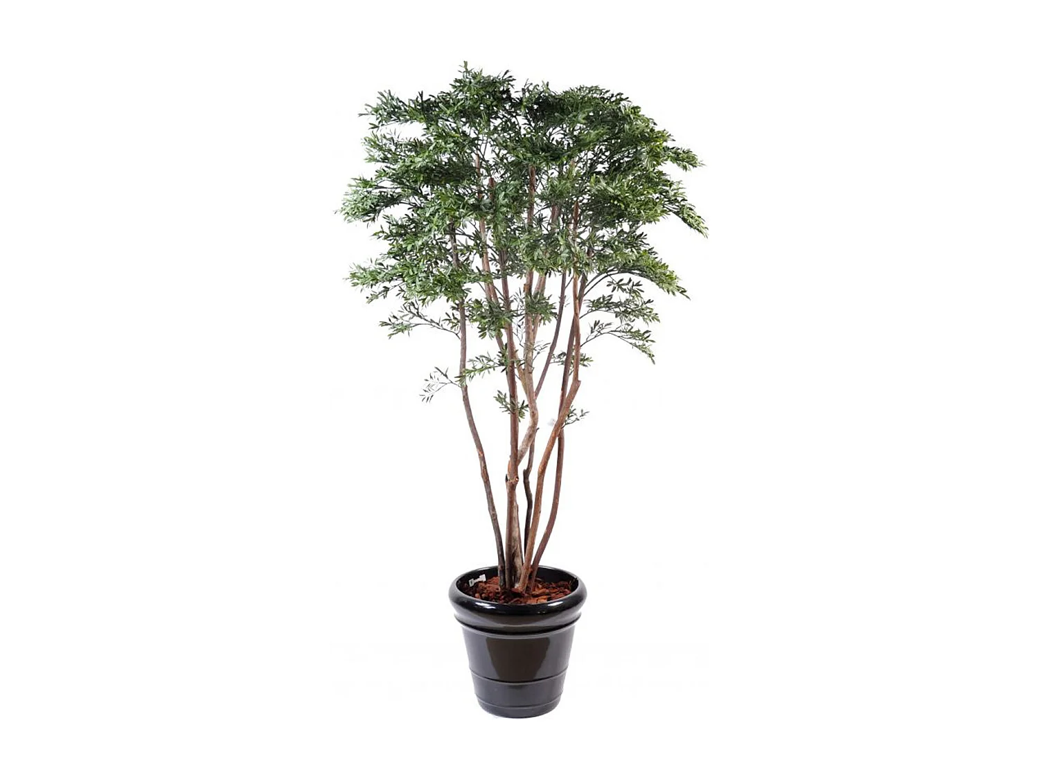 Plante artificielle haute gamme Spécial extérieur / Saule Américain - Dim : 175 x 100 cm