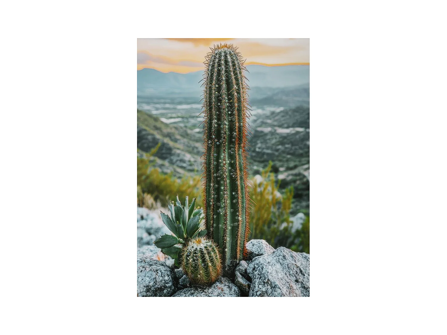 Impression sur Toile avec Cadre Cactus, Multicouleur, 60x4x90 cm, Seven Design