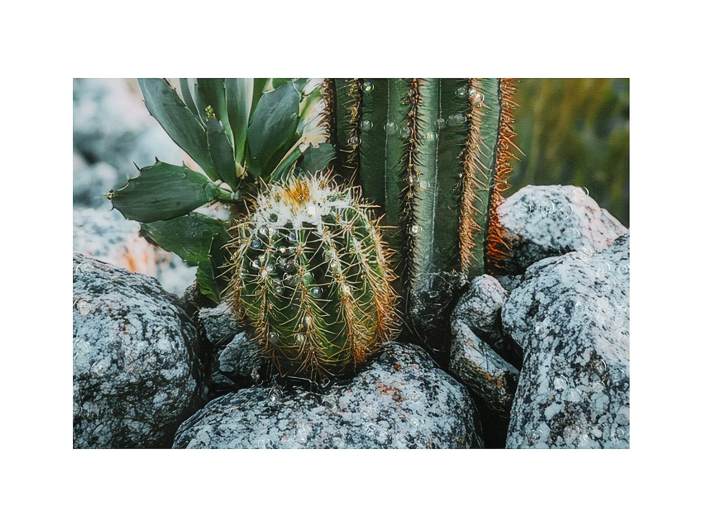 Impression sur Toile avec Cadre Cactus, Multicouleur, 60x4x90 cm, Seven Design