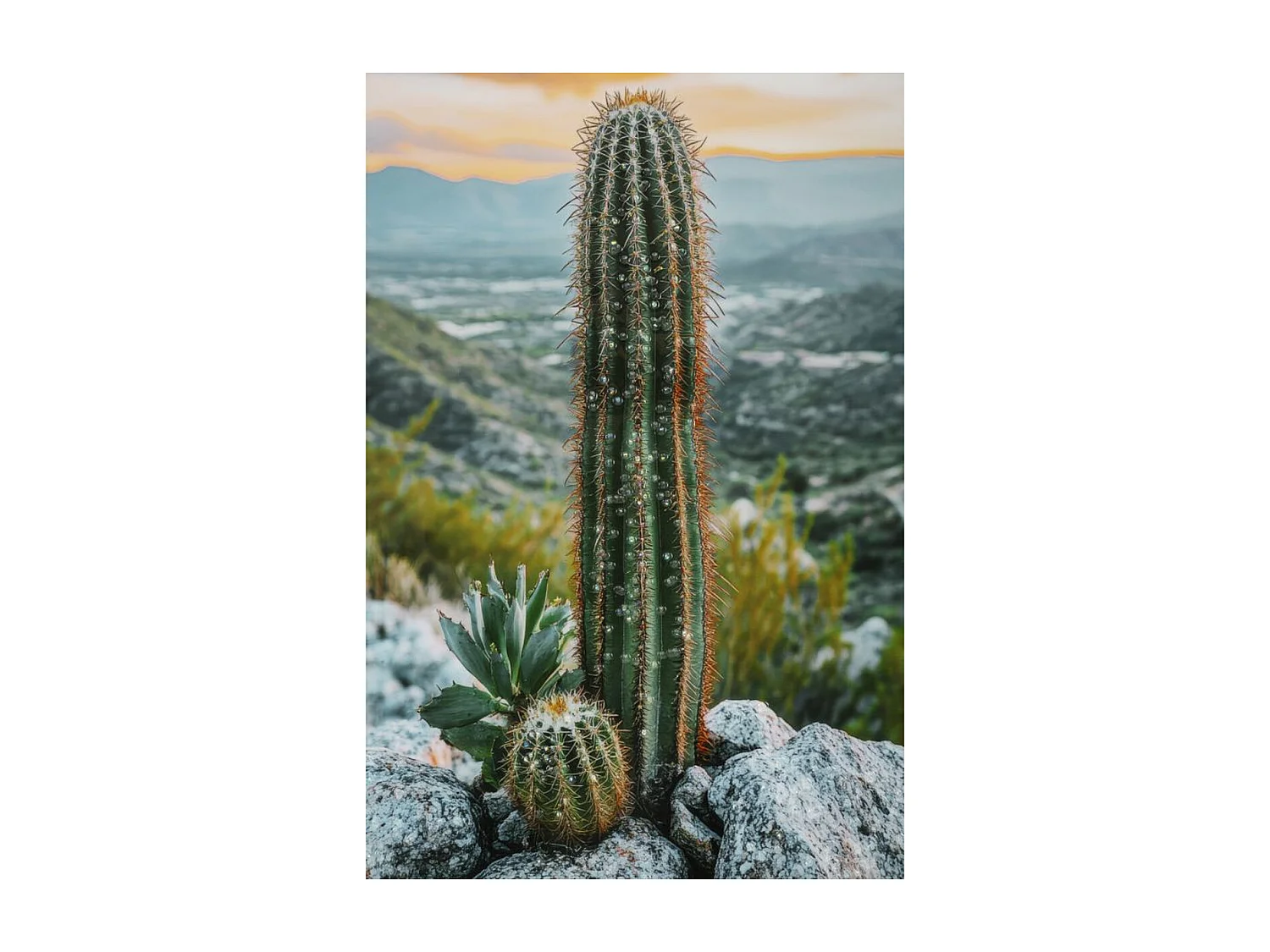 Wydruk na Płótnie z Ramą Kaktus, Wielokolorowy, 60x4x90 cm, Seven Design