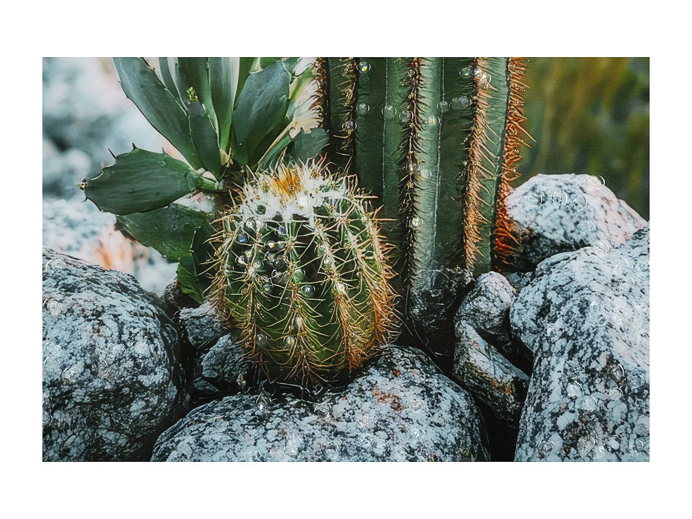 Wydruk na Płótnie z Ramą Kaktus, Wielokolorowy, 60x4x90 cm, Seven Design