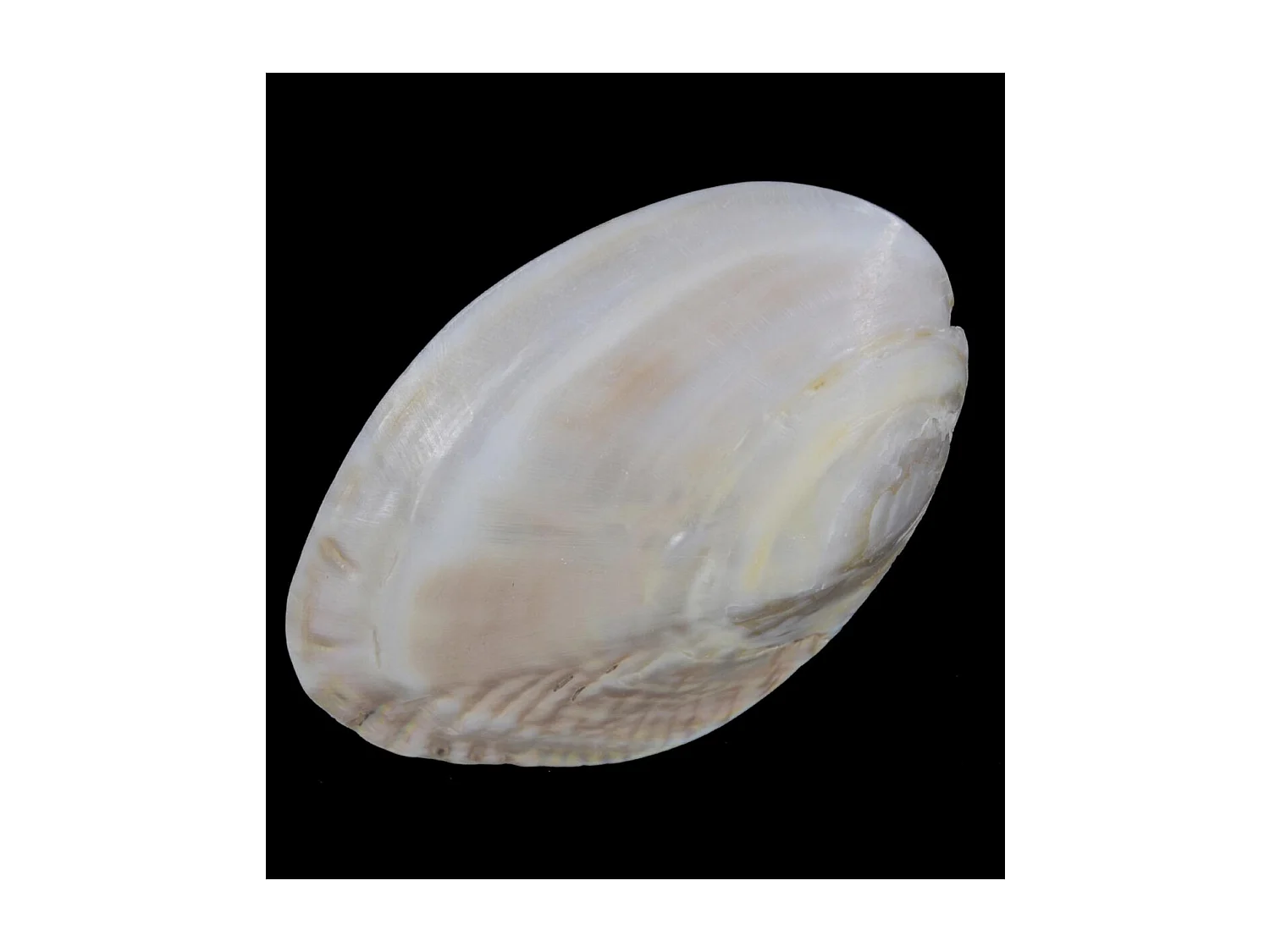 Tableau nacre Nacre Noir - Décoration d'Autrefois