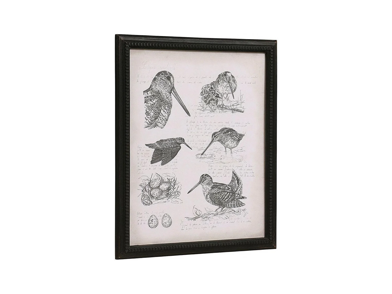 Gravure bécasse Bois Noir - Chic Interior's