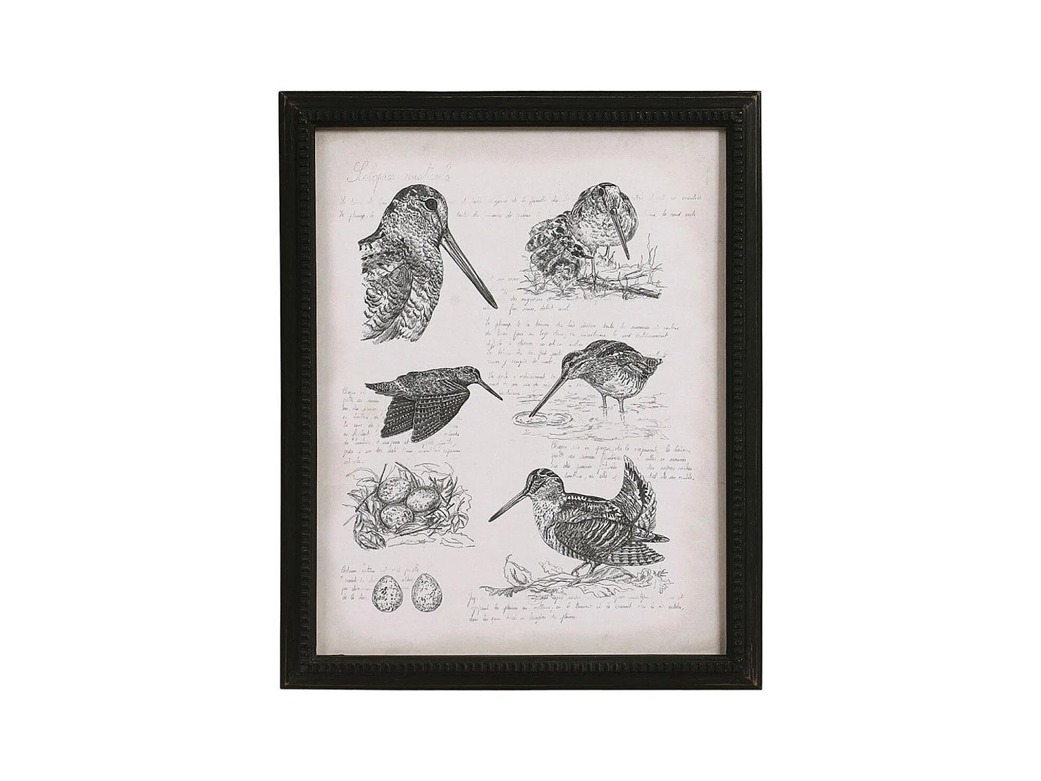 Gravure bécasse Bois Noir - Chic Interior's