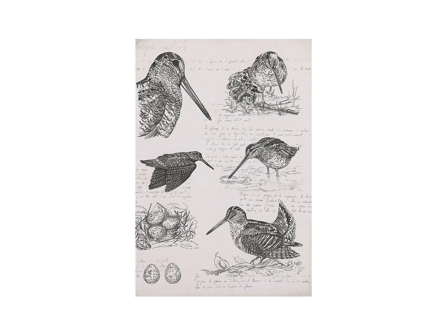 Gravure bécasse Bois Noir - Chic Interior's