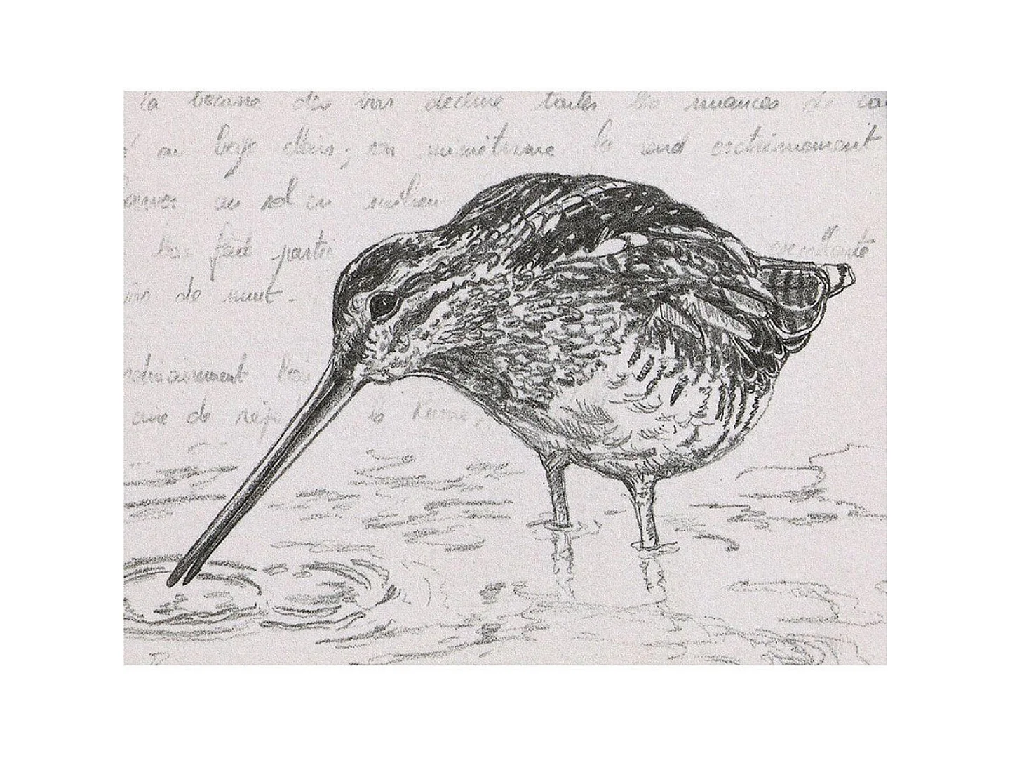 Gravure bécasse Bois Noir - Chic Interior's