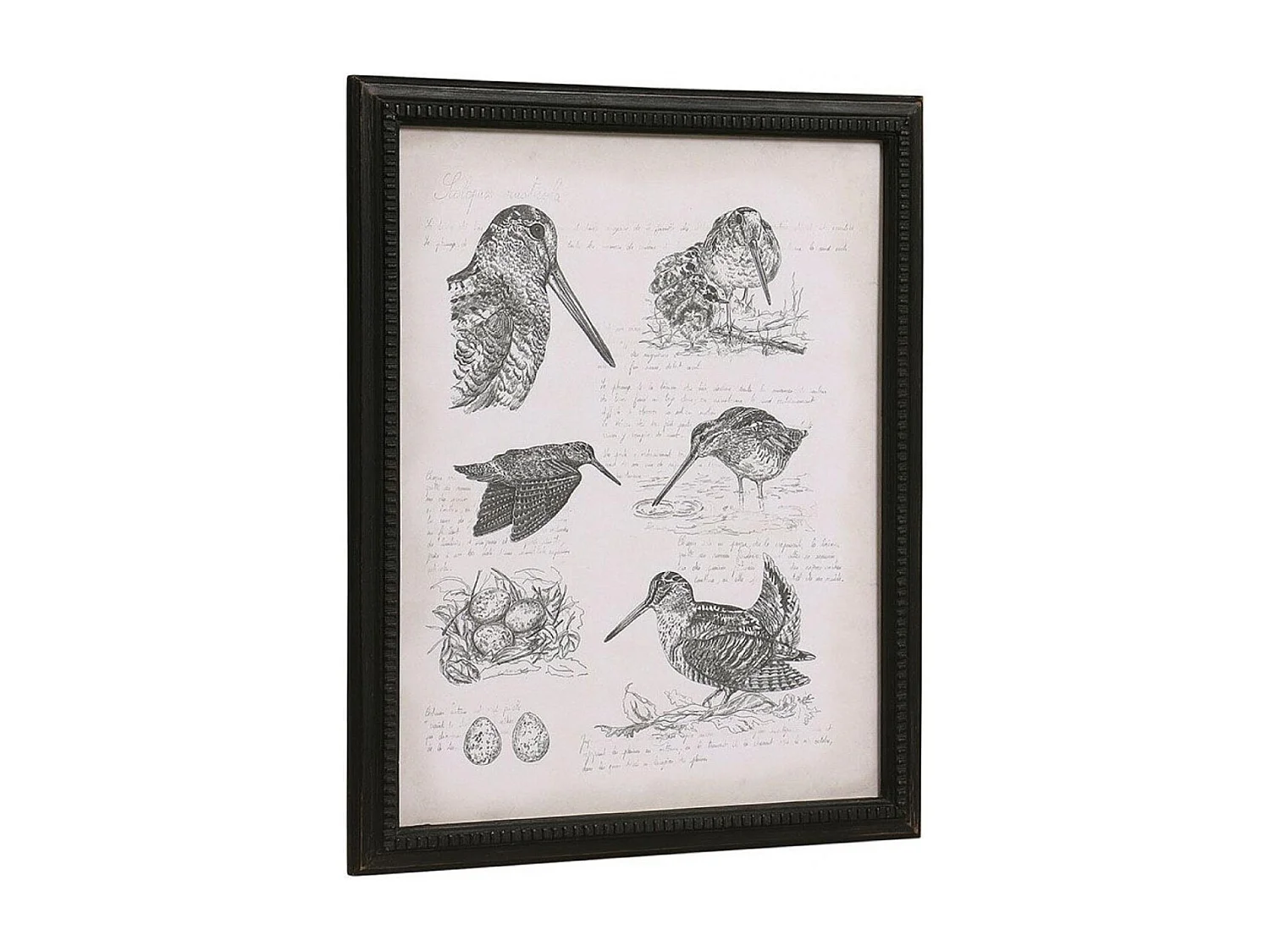 Gravure bécasse Bois Noir - Chic Interior's