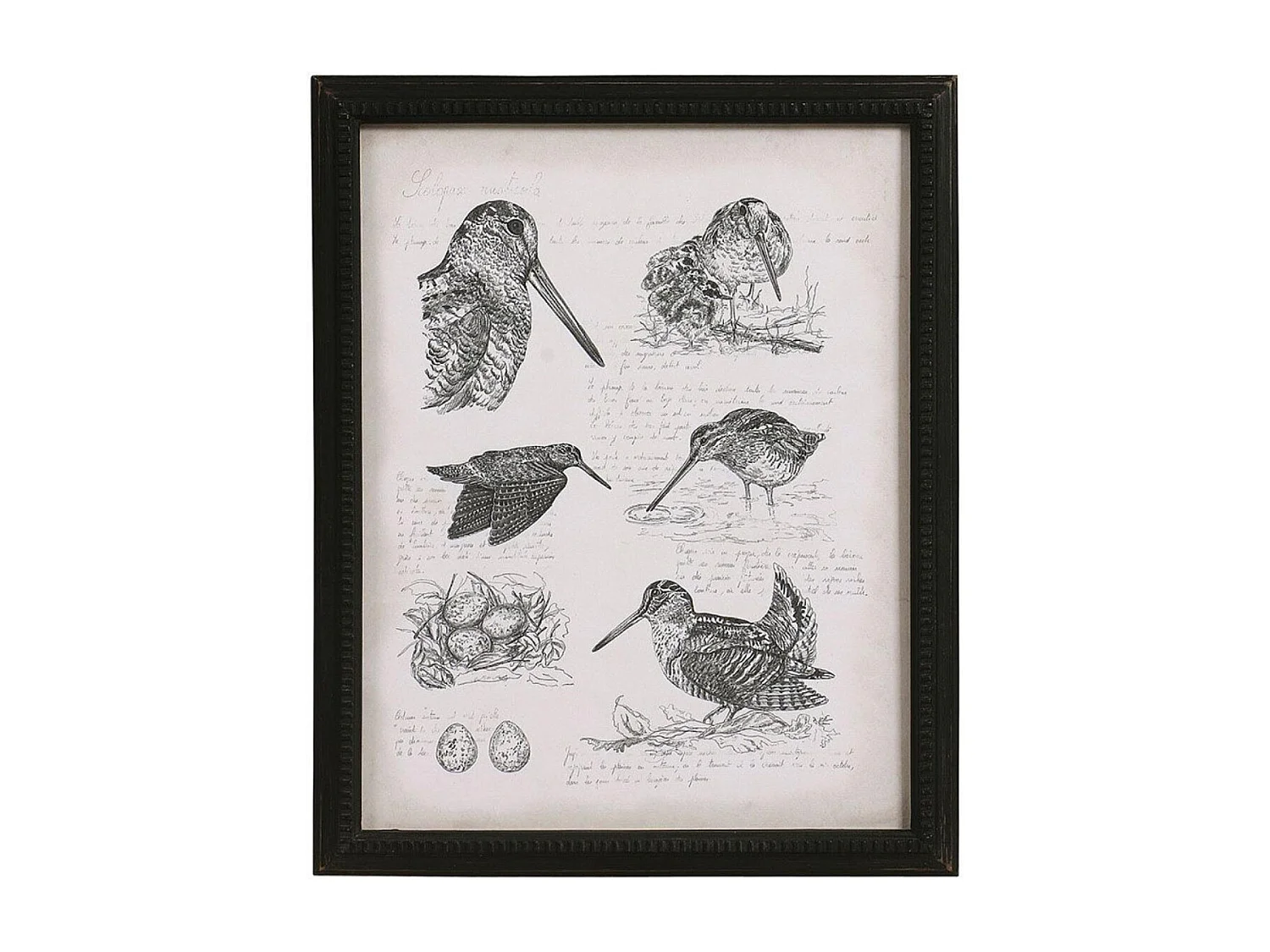 Gravure bécasse Bois Noir - Chic Interior's