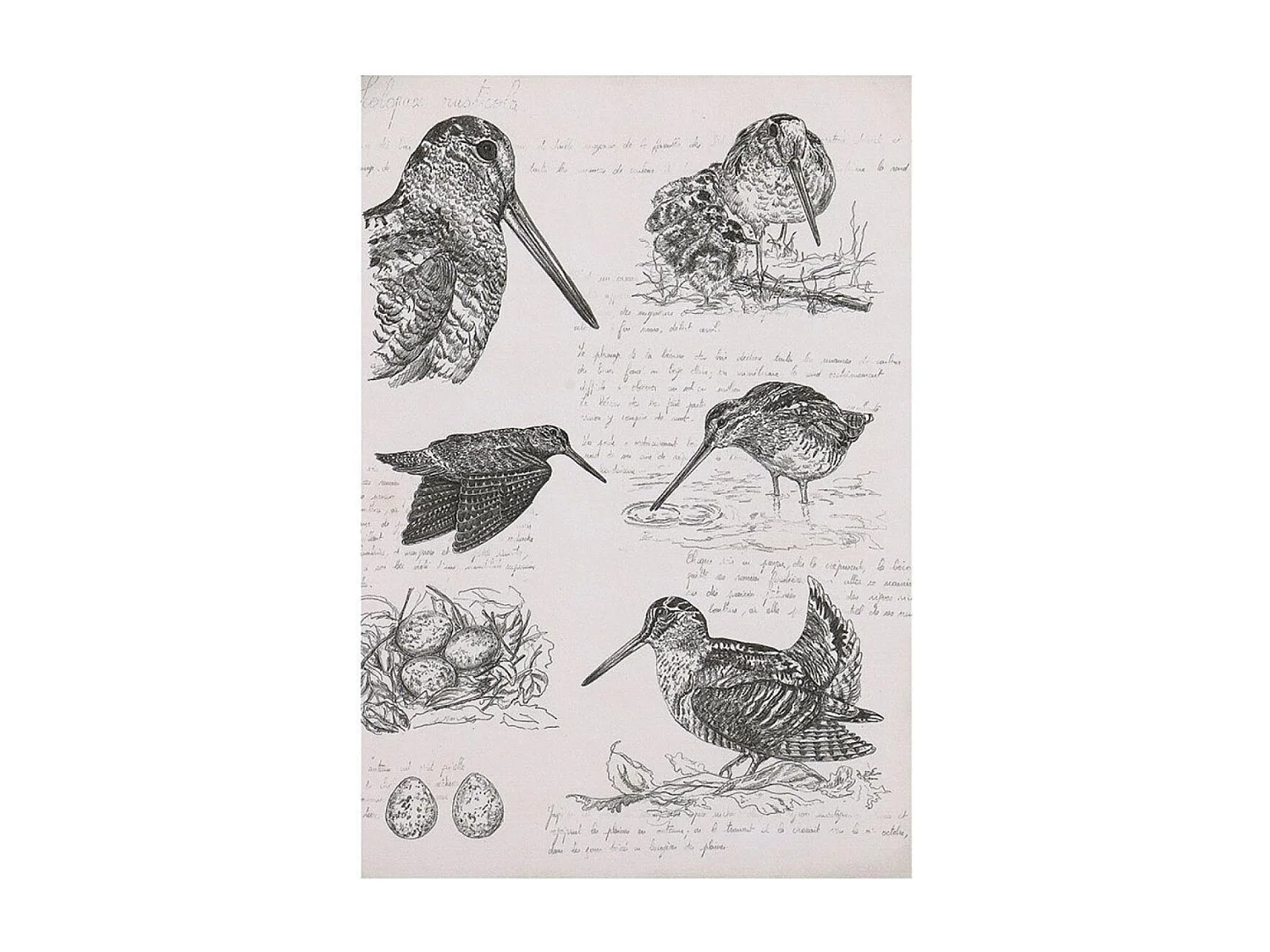 Gravure bécasse Bois Noir - Chic Interior's