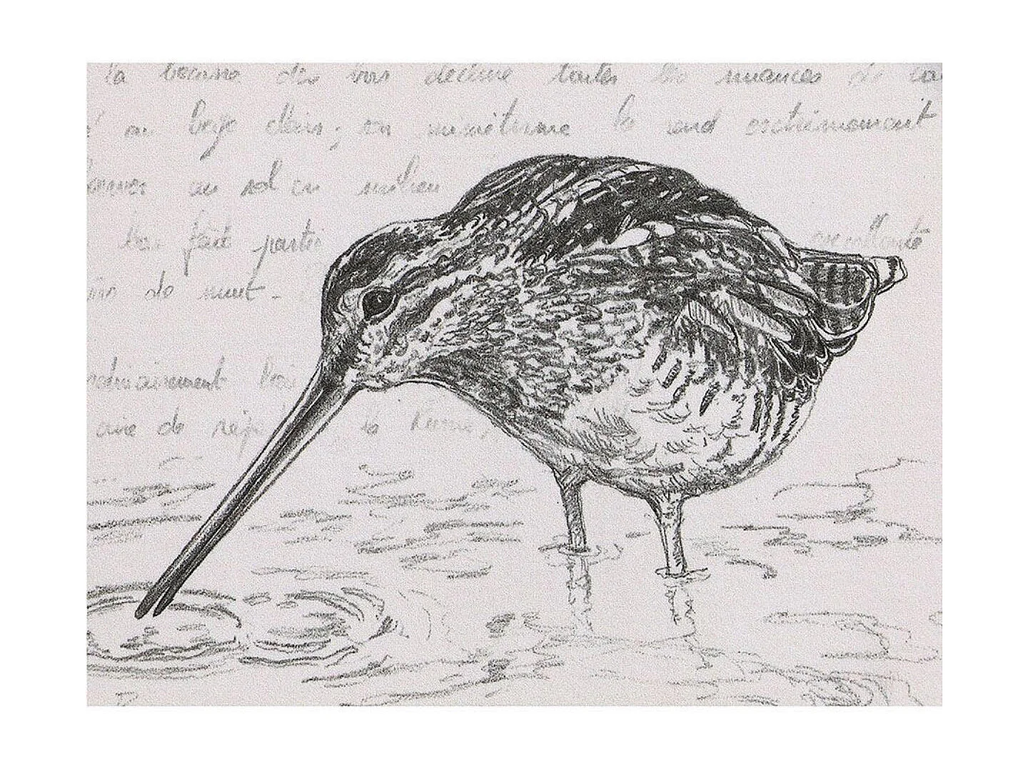 Gravure bécasse Bois Noir - Chic Interior's