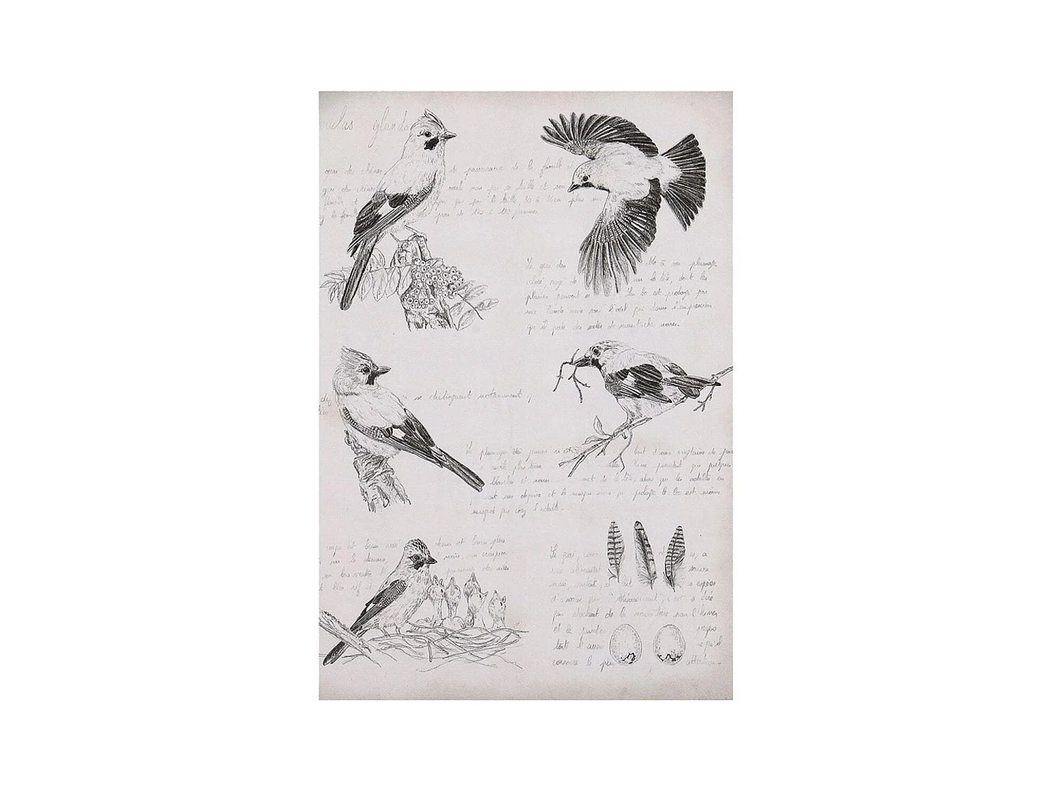 Gravure ancienne Bois Noir - Chic Interior's