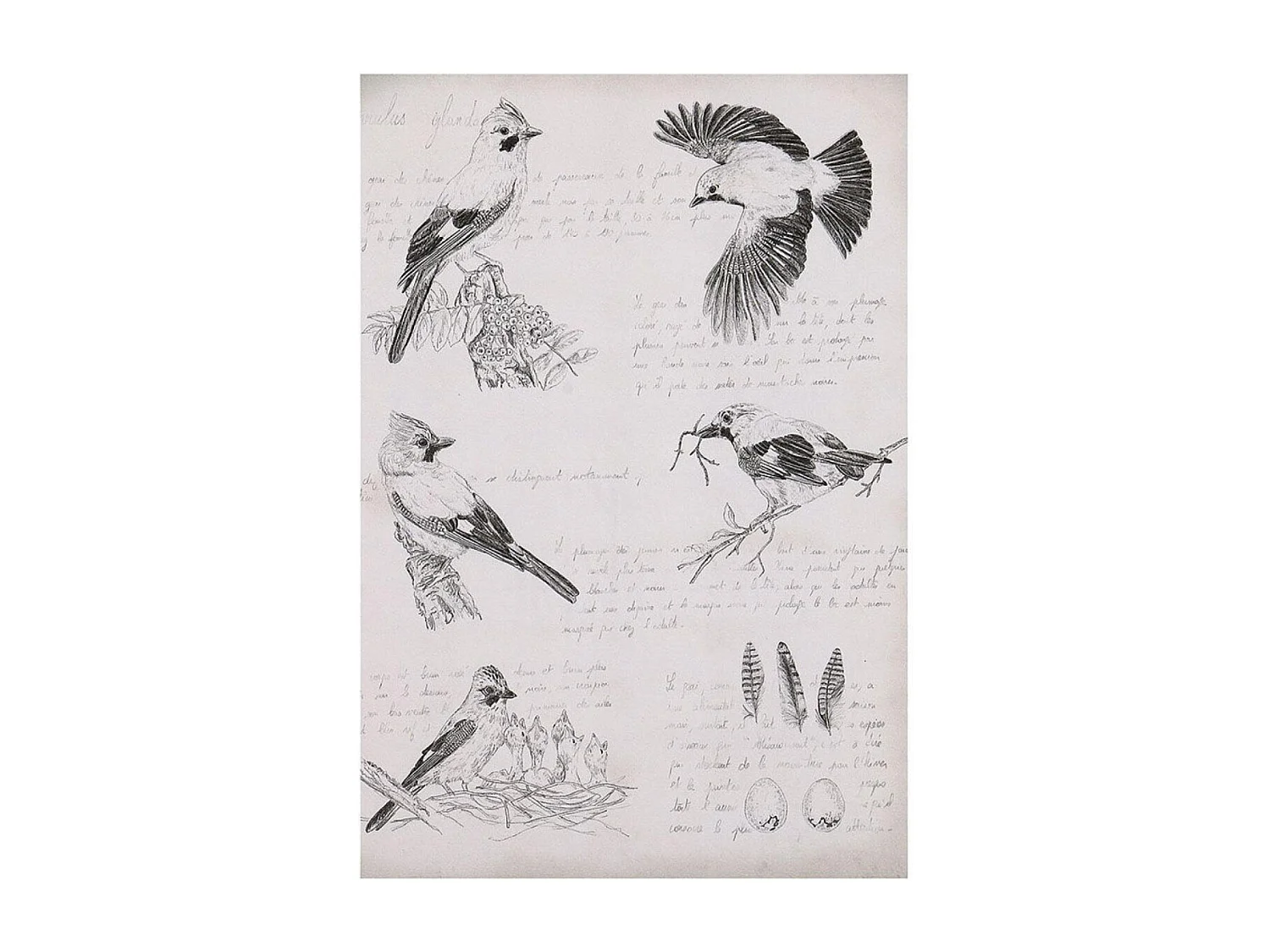 Gravure ancienne Bois Noir - Chic Interior's