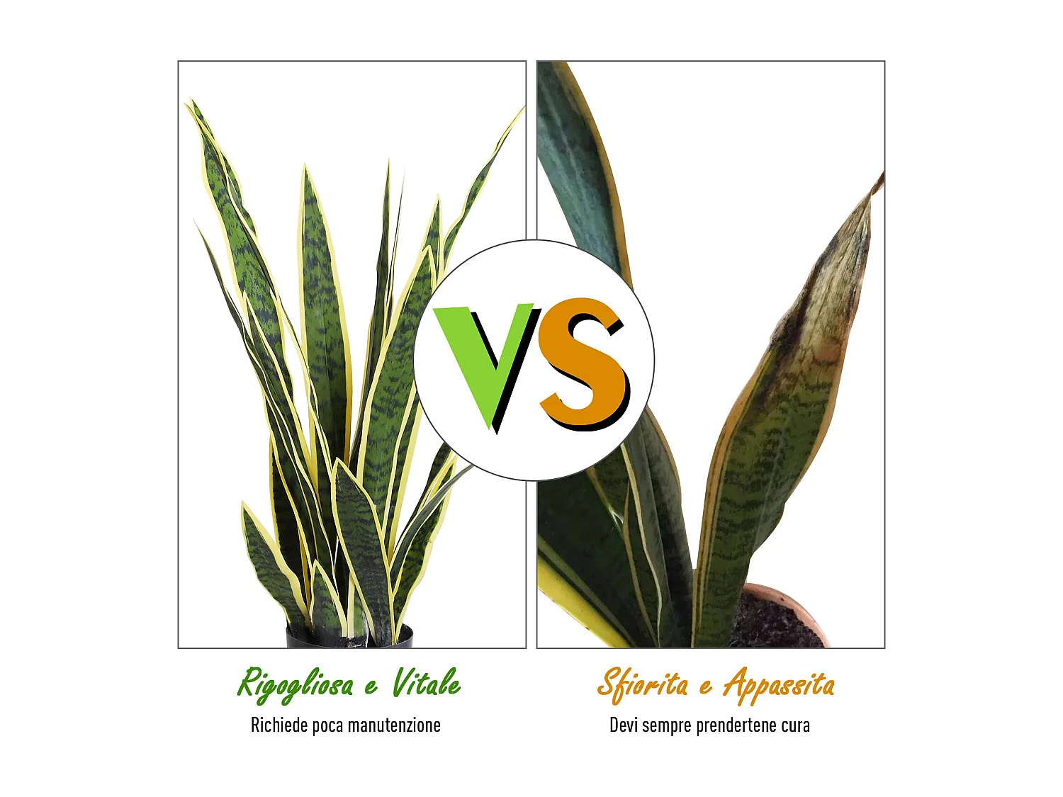 Sanseveria artificiale in vaso in pe verde e giallo