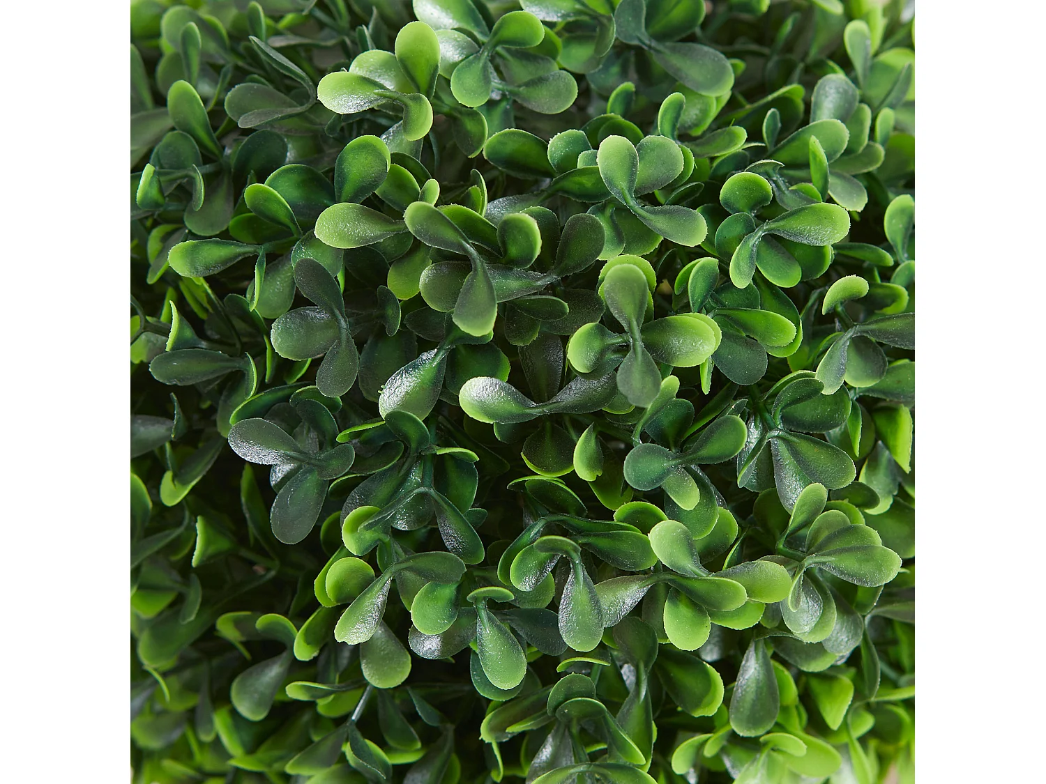 Set da 2 piante di bosso a 2 sfere con vaso incluso 60 cm