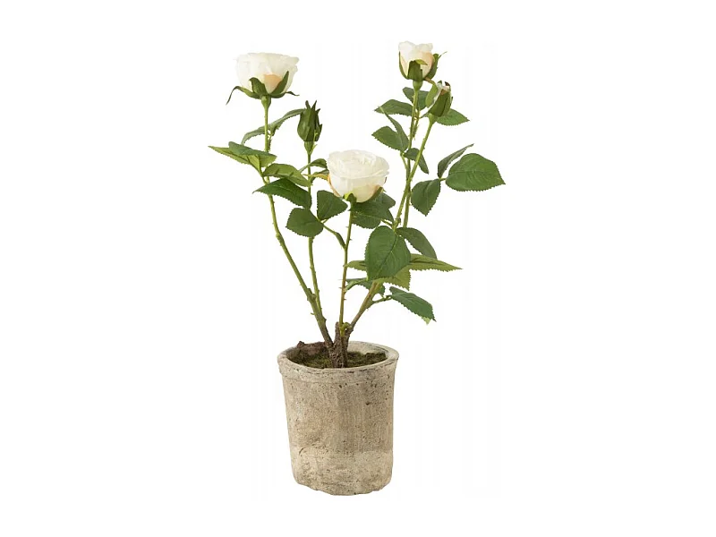 Rosa 5 cabezas en maceta de tela blanca 20x20x39 cm