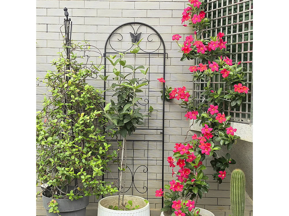 Treillis jardin métal lot de 2 treillis métalliques plantes grimpantes intérieur extérieur plantes en pot décoratif clôture