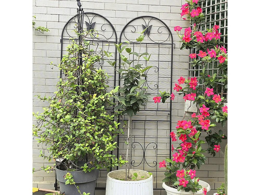 Treillis jardin métal lot de 2 treillis métalliques plantes grimpantes intérieur extérieur plantes en pot décoratif clôture