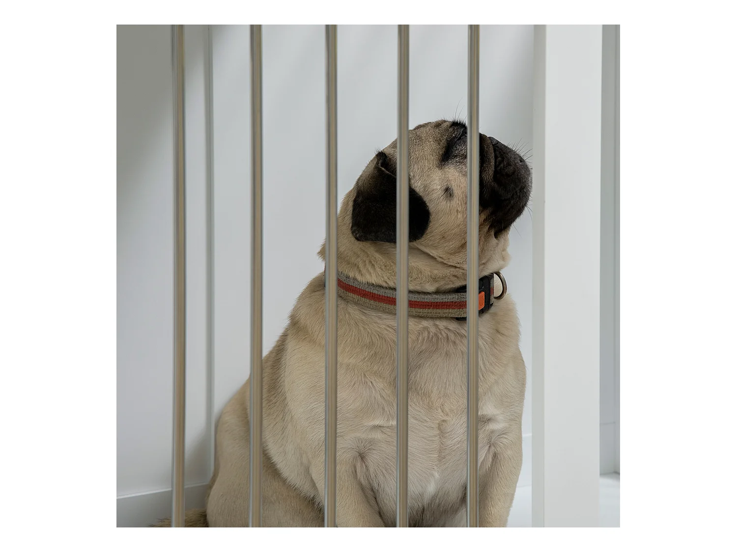 Cage pour chien à portes et fonction transport, design moderne, bois et métal, blanc (80x50x56.5cm)