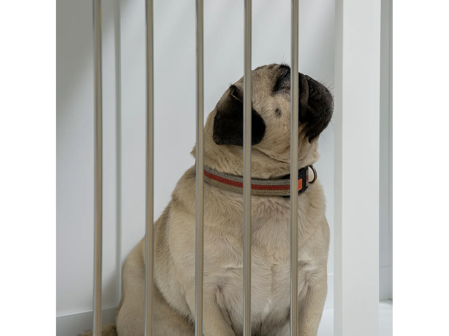 Cage pour chien à portes et fonction transport, design moderne, bois et métal, blanc (80x50x56.5cm)