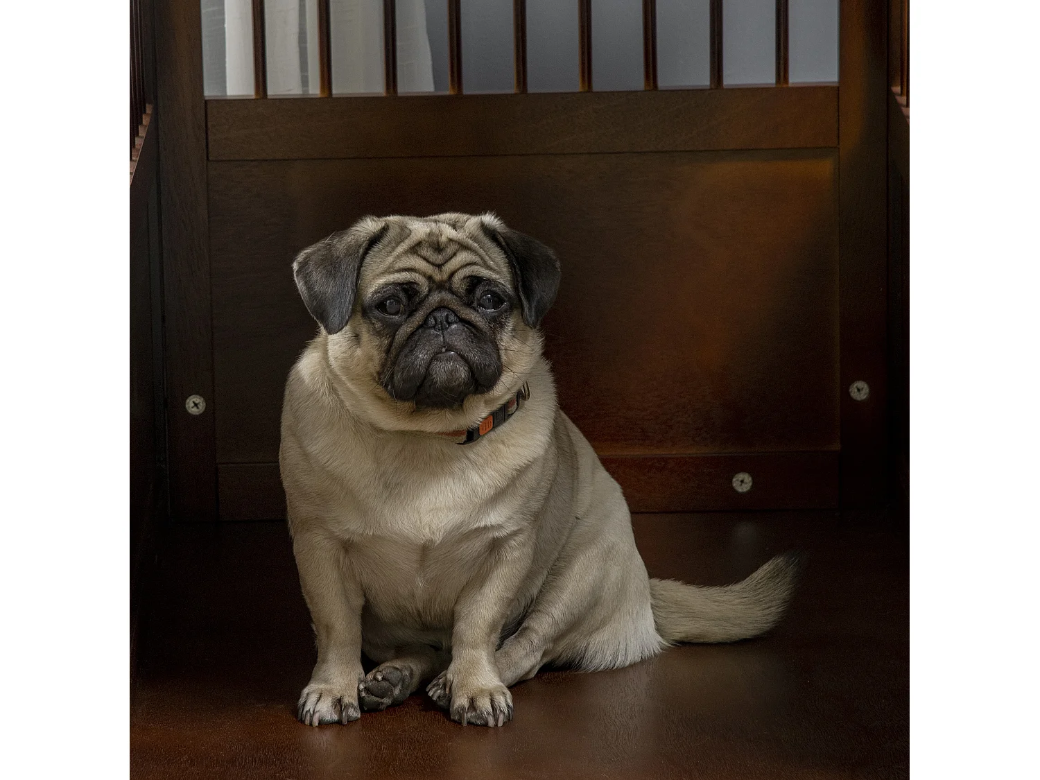 Trasportino per cani con piano d'appoggio, design elegante, legno, marrone (80,5x59,5x67,5cm)