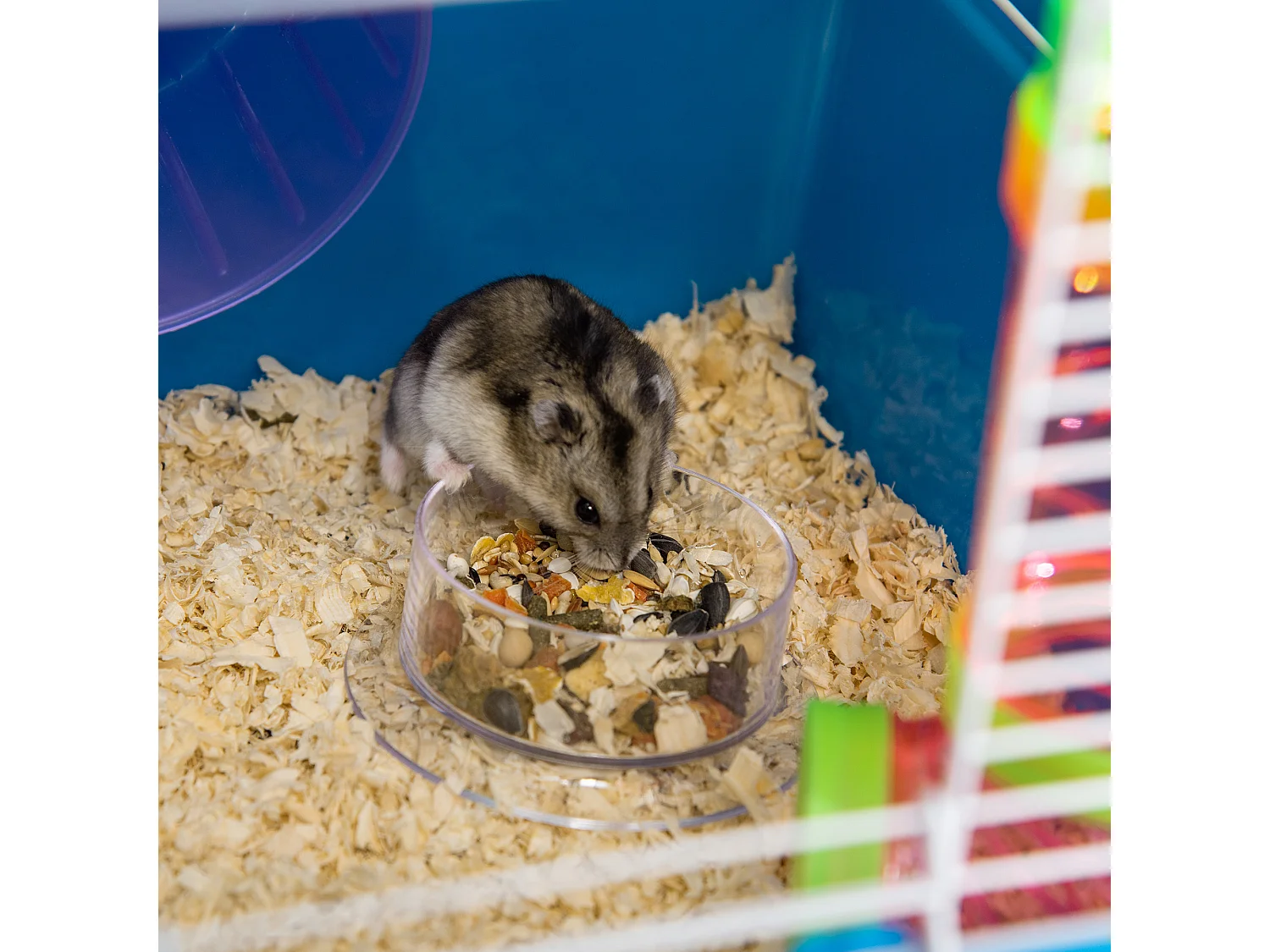 Gabbia per criceti a 5 livelli in acciaio e plastica blu e bianca