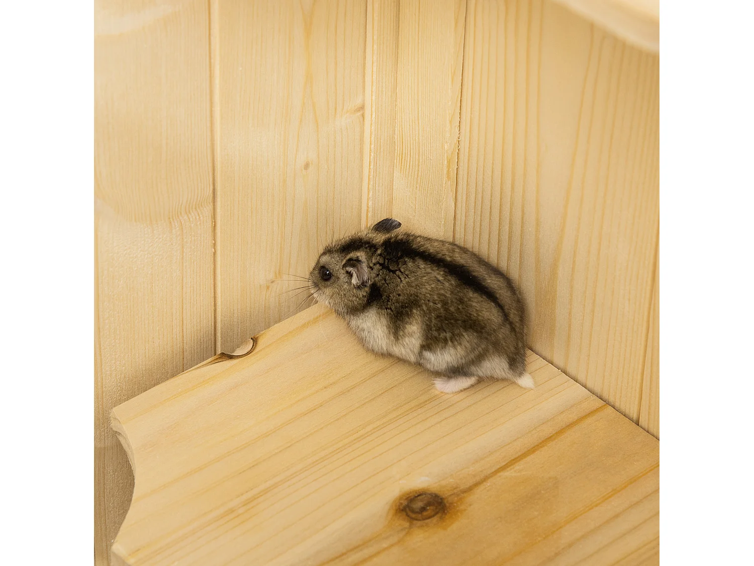 Gabbia per criceti gabbia per porcellino d'india con 4 ripiani