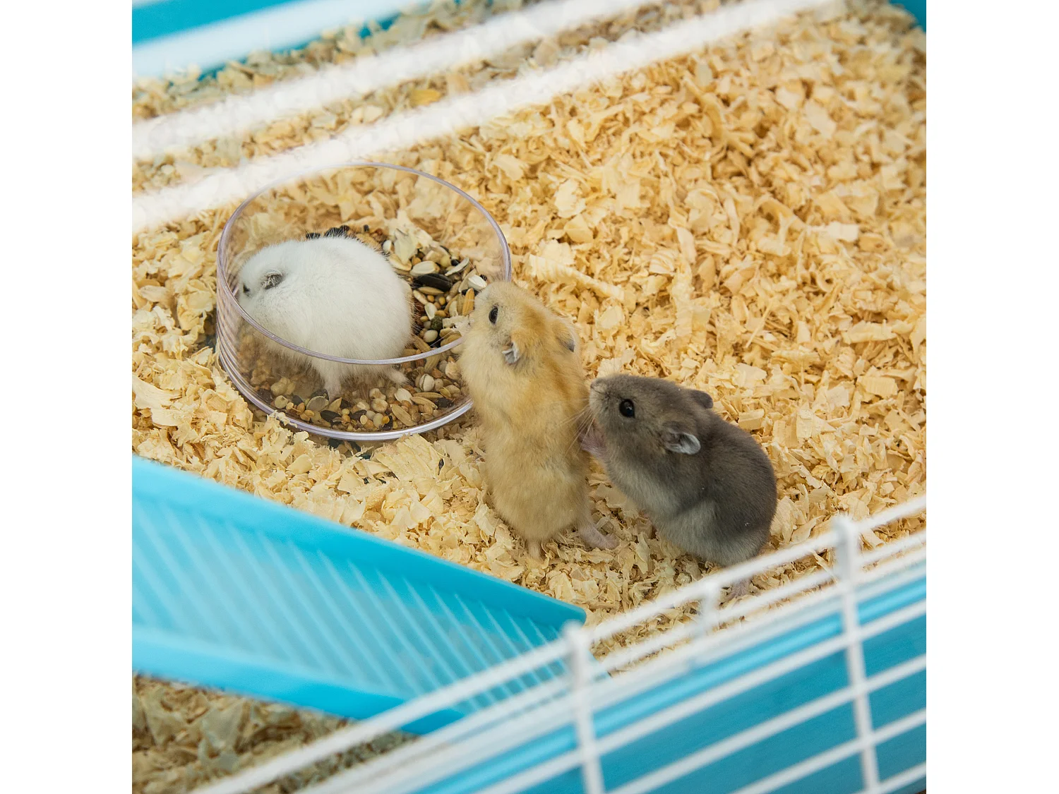 Gabbia per criceti 5 livelli con tubi casetta e ruota azzurra e bianca