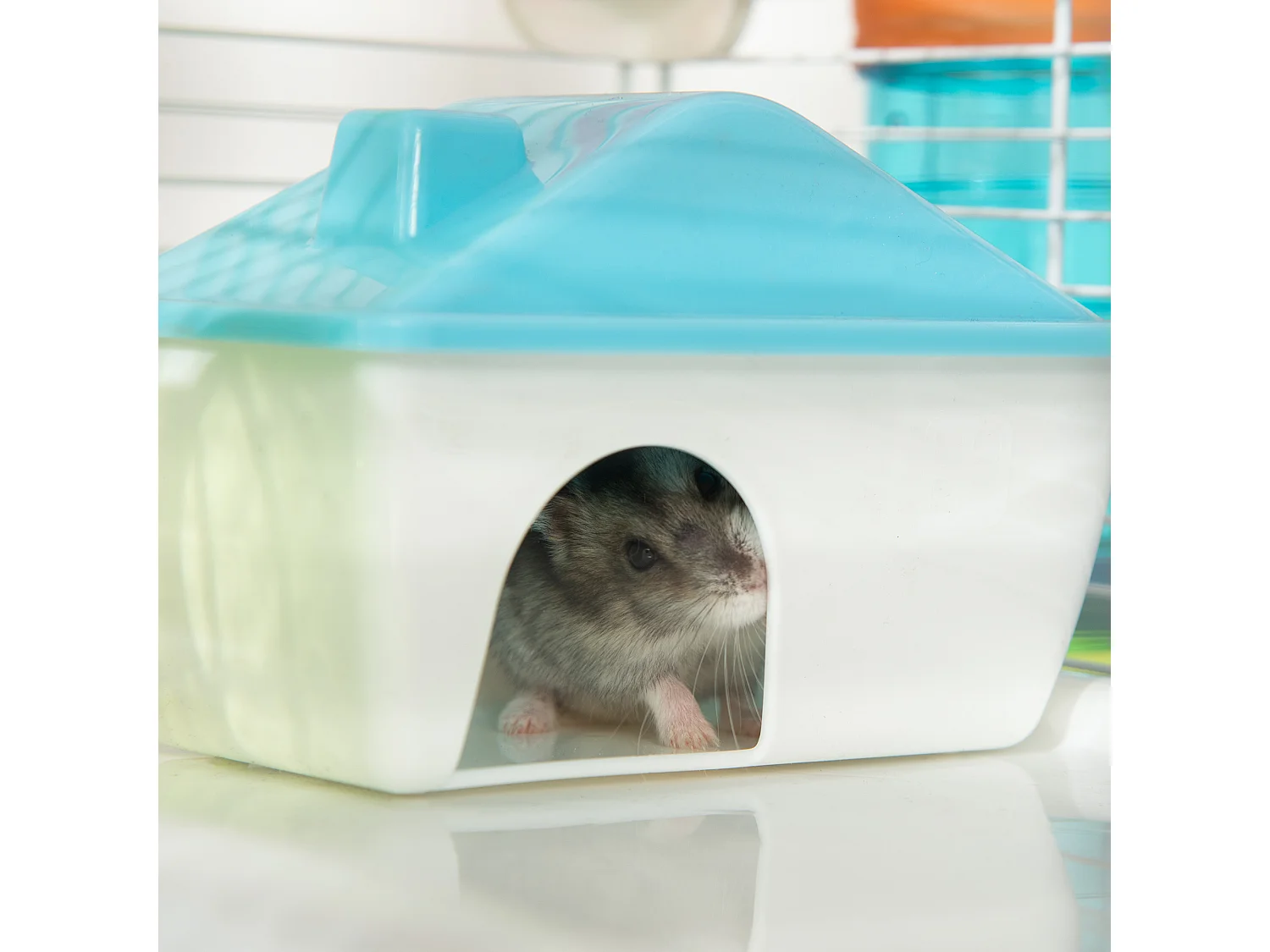 Gabbia per criceti a 4 livelli con ruota, casetta e tubi blu e bianca