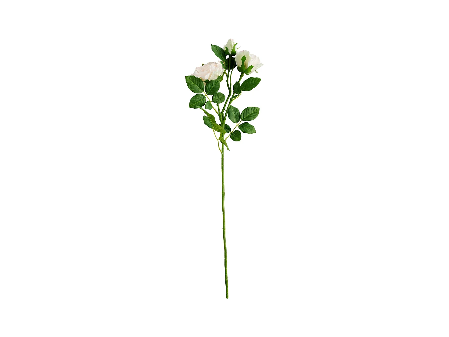 Fleur Rozes rose pâle 7 x 23 x 76