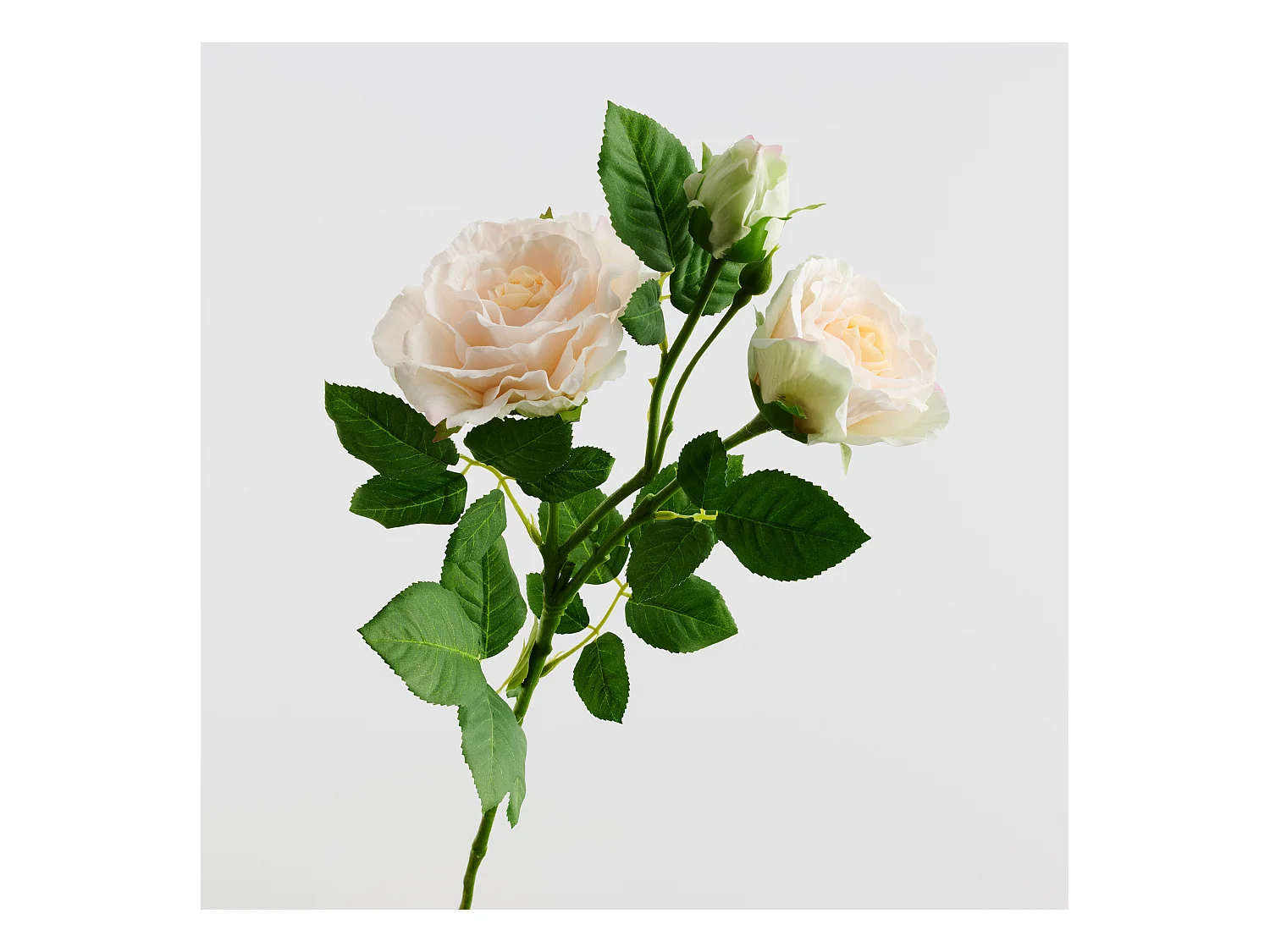 Blume Rozes blassrosa 7 x 23 x 76