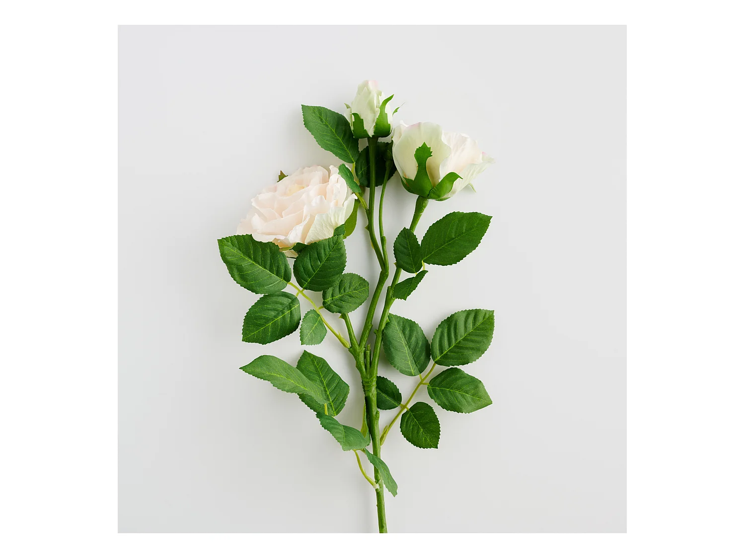 Blume Rozes blassrosa 7 x 23 x 76