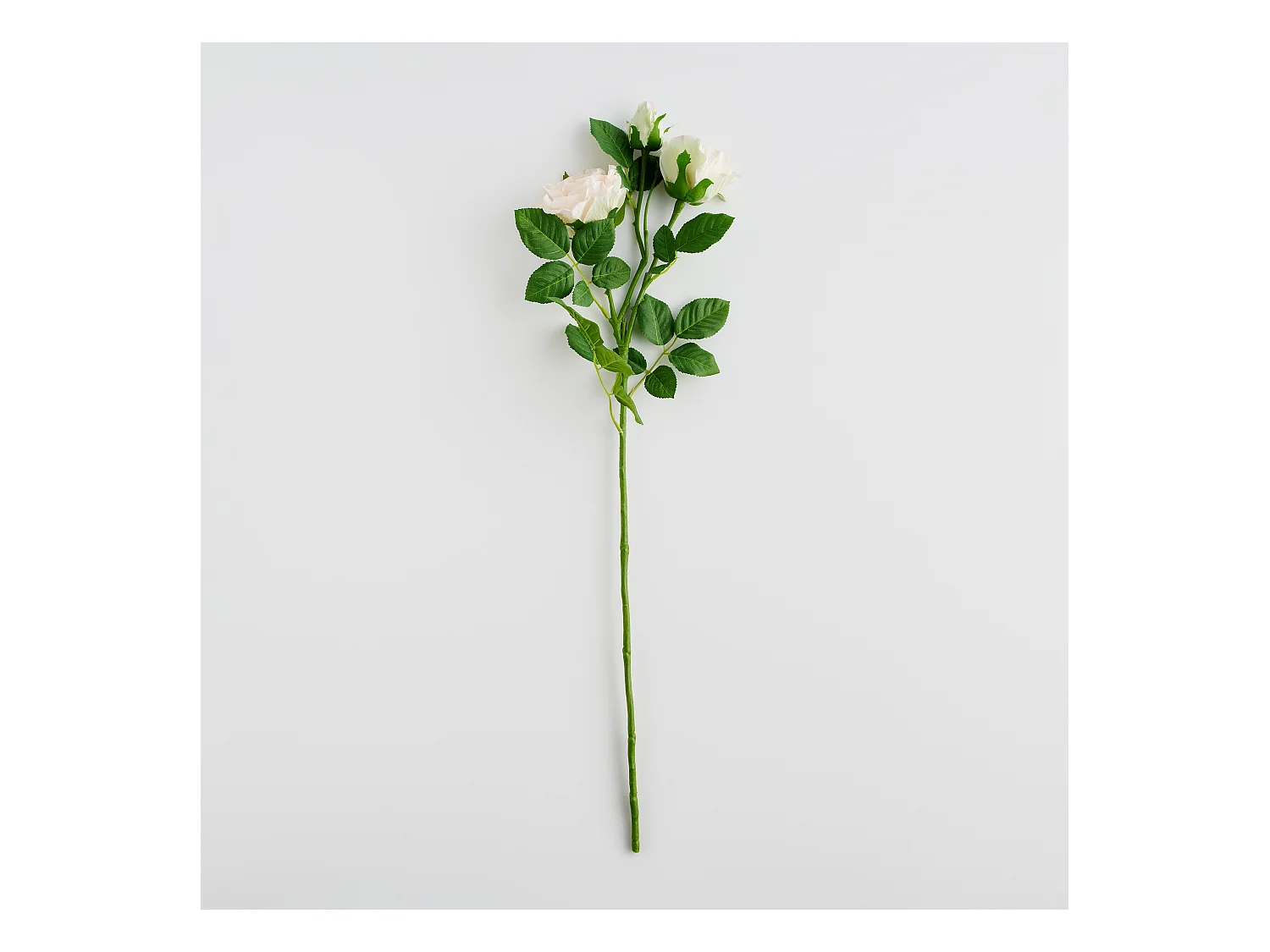 Blume Rozes blassrosa 7 x 23 x 76