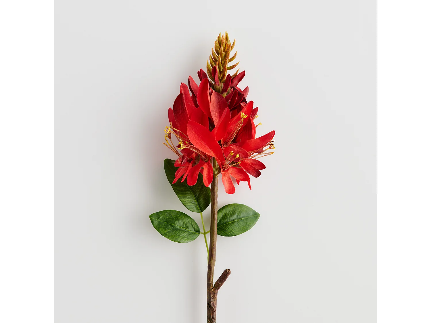 Blume Irisio mittelrot 6 x 12 x 60