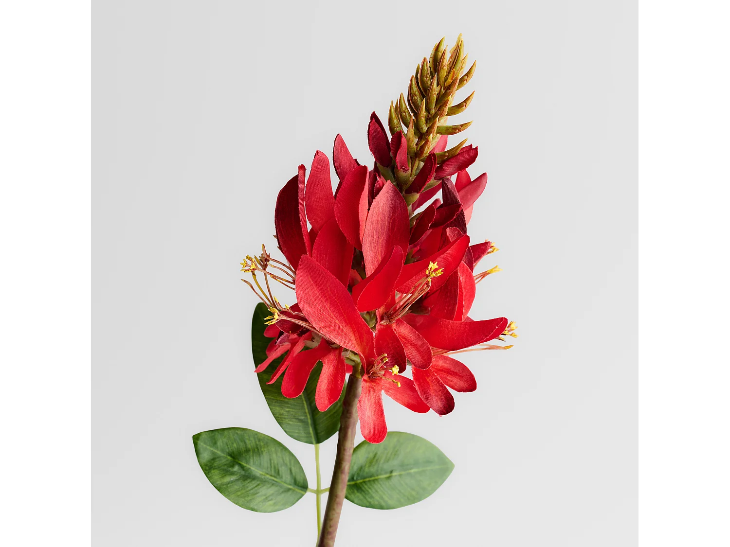 Blume Irisio mittelrot 6 x 12 x 60