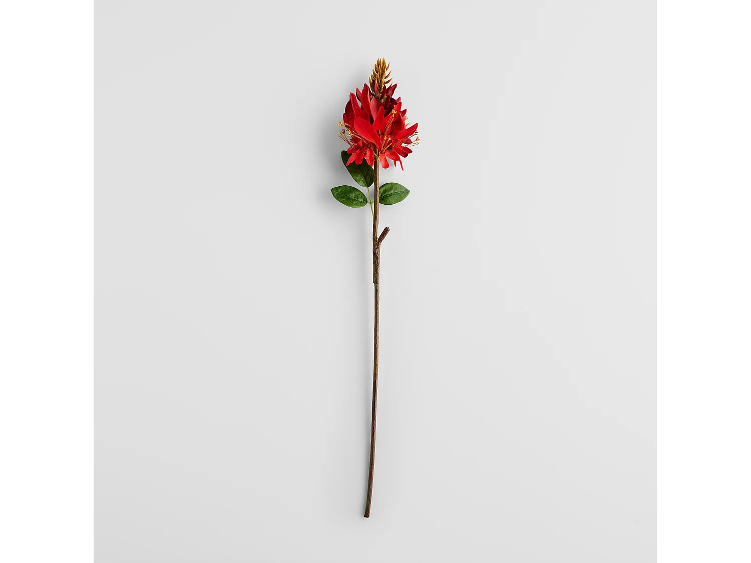 Blume Irisio mittelrot 6 x 12 x 60