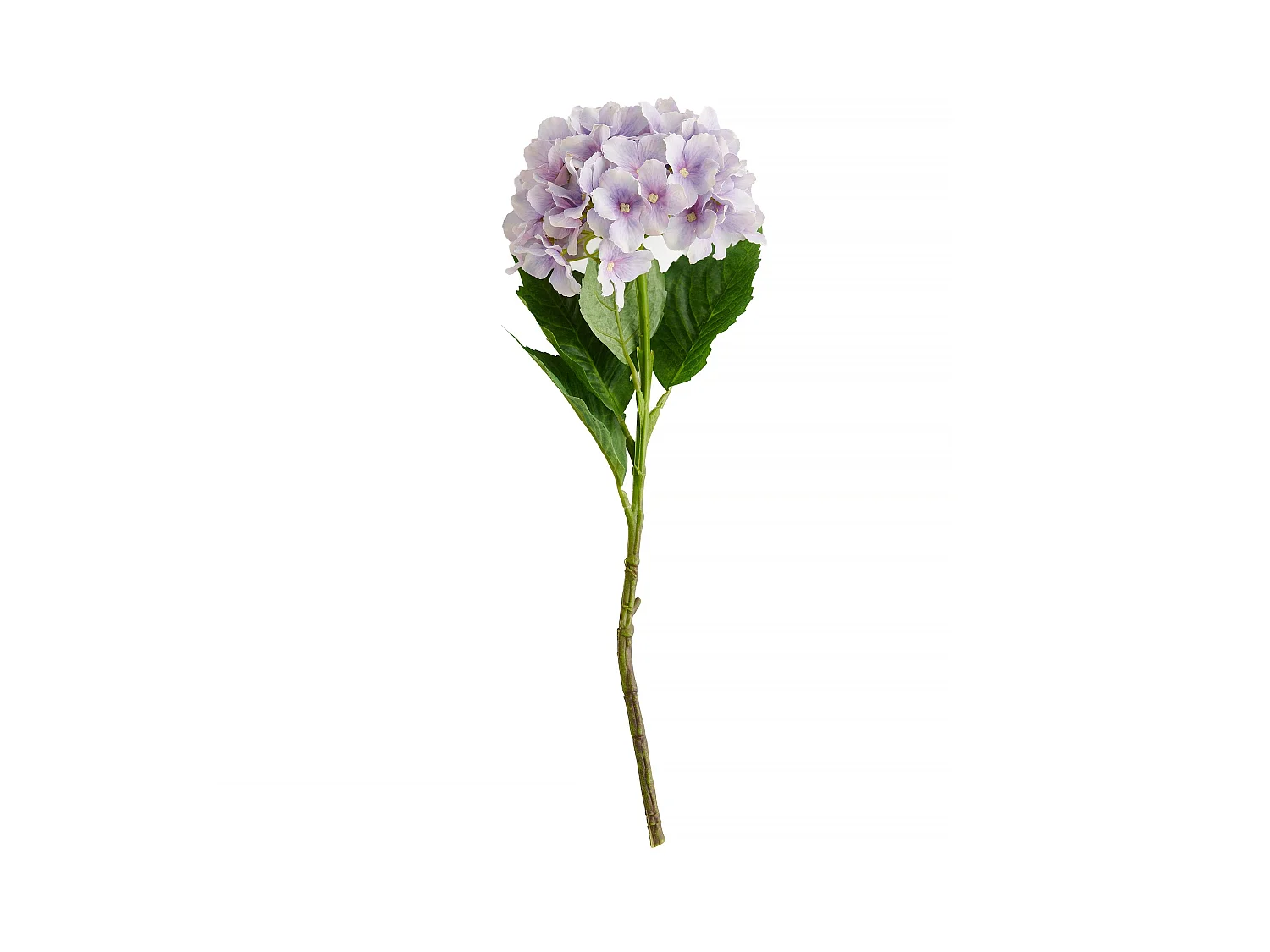 Blume Erangi hellviolett 15x24x47